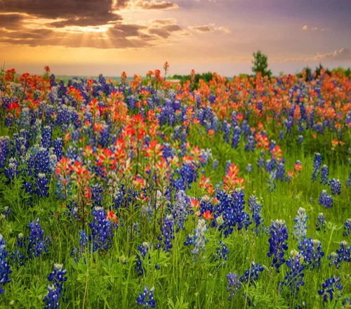 Vista 3 de Kit de pintura de diamante 5D para manualidades, diseño de arándanos de Texas, pincel indio, flor silvestre, 12 x 16 pulgadas, para adultos