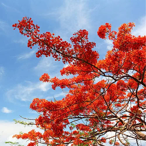 Vista 6 de 10 semillas de aves mexicanas rojas del paraíso Caesalpinia Pulcherrima Barbados Semillas de flores de pavo real – Atrae polinizadores – Planta