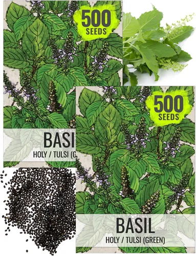 Vista 33 de Seed Needs Semillas de albahaca italiana para plantar hierbas tradicionales sin OMG, 1 paquete