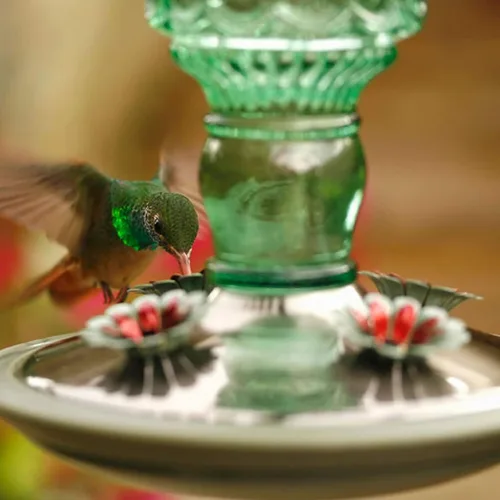 Vista 12 de Perky-Pet 8108-1SR - Comedero de vidrio para colibríes para exteriores, estilo botella antigua, comederos para colibríes de 10 onzas para decoración