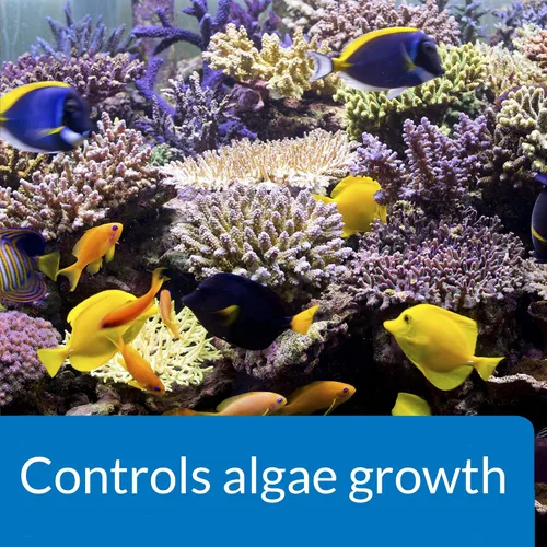 Vista 4 de API MARINE ALGAEFIX - Botella de 16 onzas para control de algas