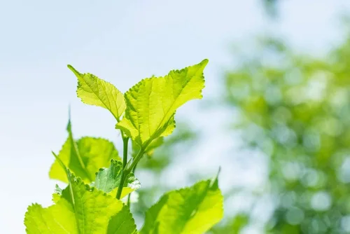 Vista 6 de White Mulberry Matcha – Polvo orgánico de hojas de Morus Alba USDA – Té herabal sin cafeína – 3.5 onzas