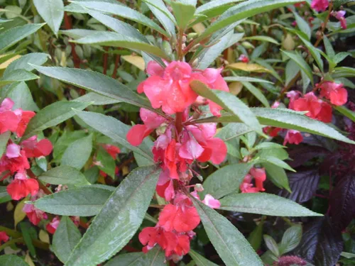 Vista 3 de Semillas Flores Balsam Garden Mix Anual - 50 Semillas