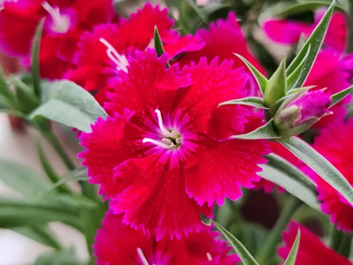 Vista 5 de 500 Pinks chinos mezclados China Rainbow Pink Dianthus Chinensis Semillas de flores bicolor
