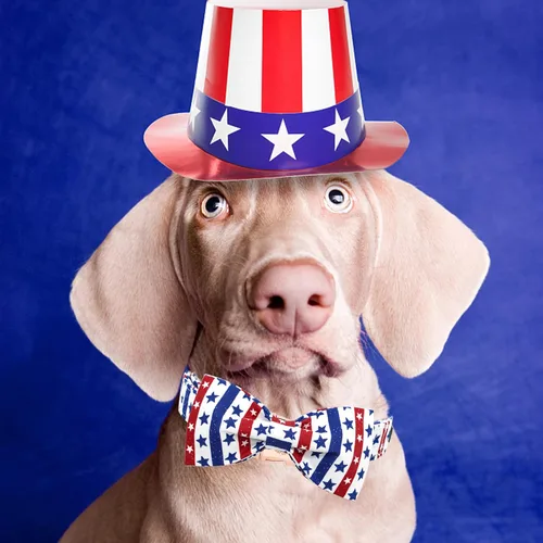 Vista 6 de Elegant little tail Independence - Collar patriótico para mascotas con pajarita para mascotas del 4 de julio de algodón suave para mascotas