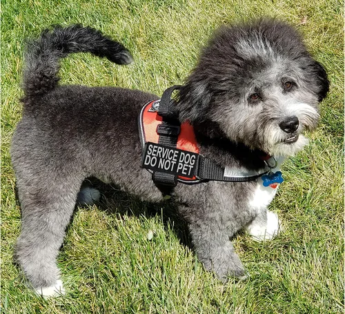 Vista 8 de Doggie Stylz El chaleco de arnés para perro de servicio viene con 2 parches reflectantes extraíbles para perros de servicio, no mascotas; mide al