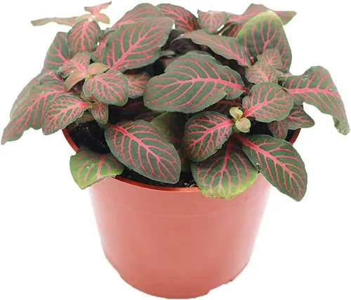 Vista 6 de Planta de Fittonia multicolor -4" de California Tropicals