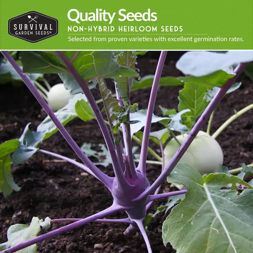 Vista 3 de Colección de semillas de colinabo para plantar, 2 paquetes para plantar y cultivar plantas de colinabo de Viena blanca y púrpura de Viena - Cebollas