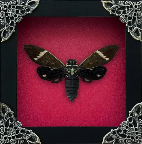 Vista 19 de 2 Real Dragonfly Specimens Shadow Box Framed Insect Display Oddities Curiosities Entomology Collection Natural History Wall Decor Gift for Nature