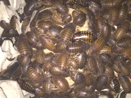 Vista 8 de BadAssBugs™ 1LB Dubia Cucaracha Chow Hornata Miel