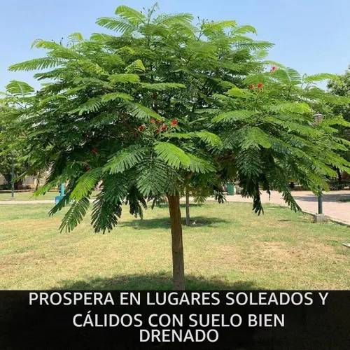 Vista 3 de 20 Royal Poinciana Seeds Delonix Regia Flame Tree Seeds