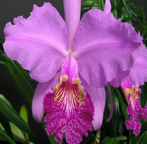 Vista 7 de Cattleya Orchid Hawaiian Starter Plant 5-8 pulgadas