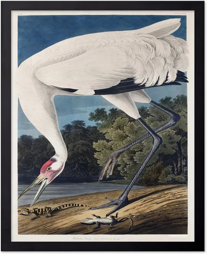 Vista 100 de Poster Master Póster vintage de James Audubon – Impresión retro de amargo americano – Arte de aves de América – Regalo para hombres, mujeres