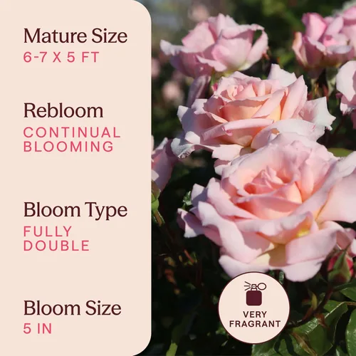Vista 6 de Rosas trepadoras tradicionales, planta de raíz propia viva para jardín al aire libre, Compassion®, excepcionalmente fragantes, zonas de rusticidad