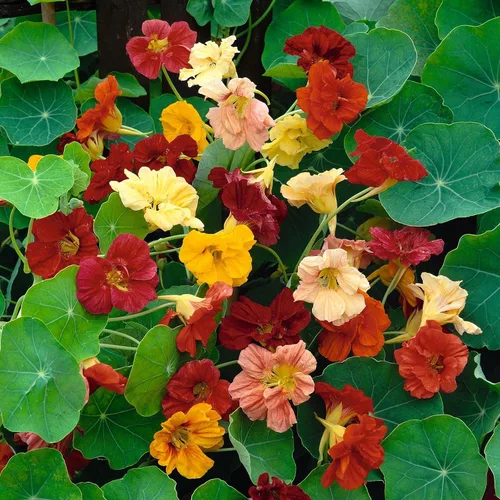 Vista 11 de Eden Brothers Semillas de Nasturtium - Semillas de Alaska Gold sin transgénicos para plantar, 1 onza Semillas de flores de bajo mantenimiento