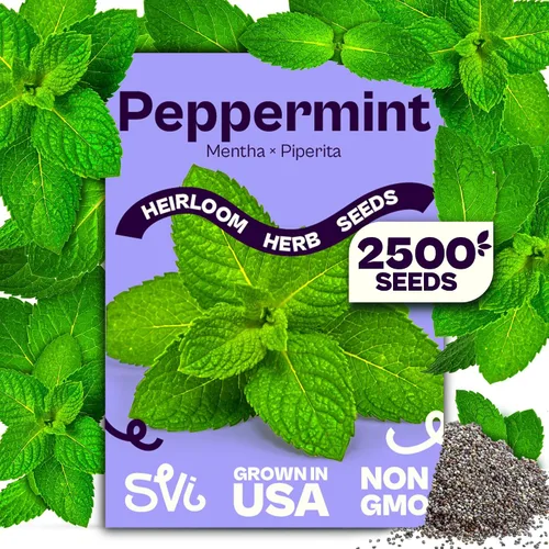 Vista 20 de SVI 2000 semillas de albahaca genovesa (Ocimum basilicum) - Paquetes de semillas de albahaca dulce - Semillas aromáticas de hierbas culinarias