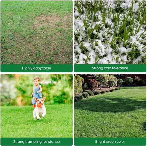 Vista 6 de Semillas de centeno de invierno, 5 libras, semillas de cultivo de cobertura