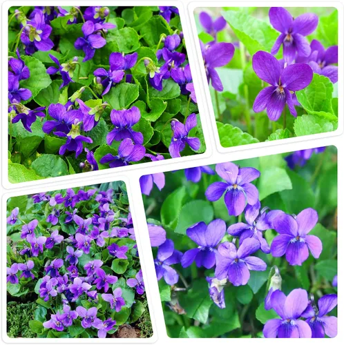 Vista 3 de Más de 300 semillas de flores perennes de violeta dulce para plantar al aire libre reliquia sin OMG