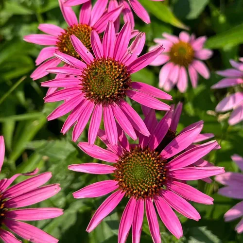 Vista 4 de 100 semillas de equinácea morada – Semillas de flores de equinácea rosa para plantar, variedad de reliquia sin OMG para jardines de flores silvestres