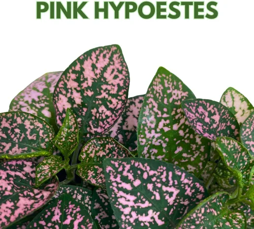 Vista 2 de BubbleBlooms Pink Hypoestes Phyllostachya en una maceta de 4 pulgadas con diseño de lunares
