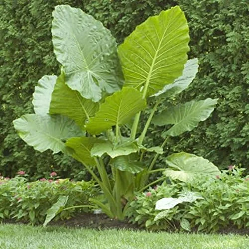Vista 2 de 3 Oreja de Elefante -Colocasia esculenta- Dale a tu jardín un aspecto tropical