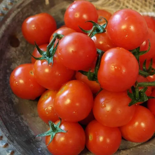 Vista 2 de Gaea's Blessing Semillas – Semillas de tomate – Pequeña reliquia de cereza roja – Semillas sin OMG con instrucciones de siembra fáciles de seguir