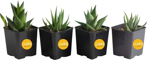 Vista 9 de Costa Farms - Suculentas Haworthia, planta de interior viva, con raíz, 6 pulgadas de alto, en maceta cultivadora, paquete de 3