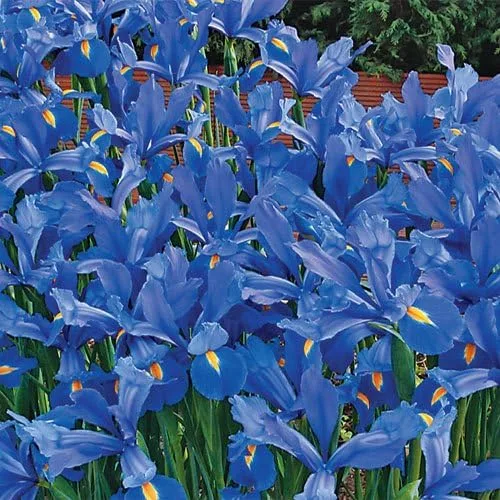 Vista 2 de Votaniki Discovery Dutch Iris Bulbos – Floraciones de larga duración, Hollandica 'Discovery' Bombillas de iris para plantar Perenne floreciente