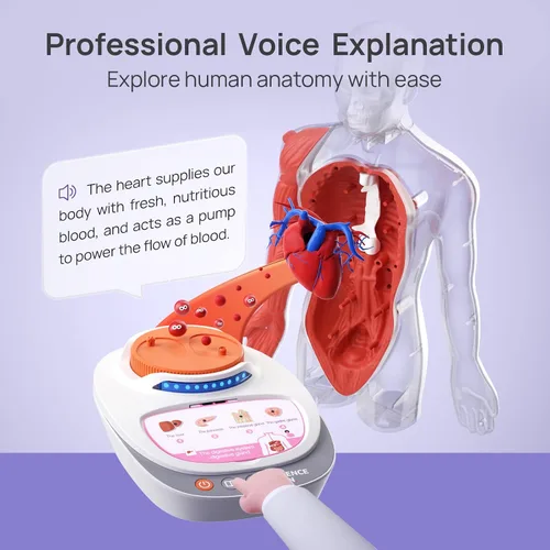 Vista 5 de Science Can Modelo de cuerpo humano para niños, juguetes interactivos