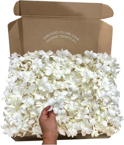 Vista 10 de Miami Fresh Orchid Flores perecederas de floración suelta OrchidClub USA Sunne Tropical DIY lei, decoración de alimentos y bebidas (100 azul)