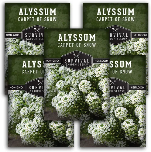 Vista 12 de White Alyssum Seeds for Planting - Semillas de jardín de supervivencia (paquete de 1) Variedad Sweet Carpet of Snow - Flores perennes fragantes