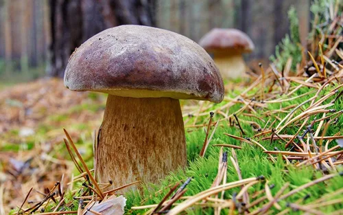 Vista 2 de Semillas Porcini Mushroom King Bolete Mycelium Spawn Kit de esporas secas para plantar sin OMG