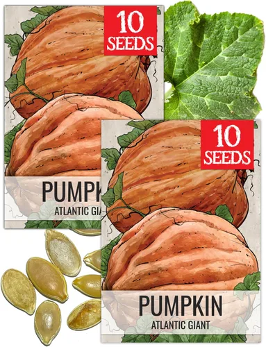 Vista 11 de Seed Needs Semillas de calabaza para plantar calabazas pequeñas de tarta de azúcar, semillas de verduras sin OMG y sin tratar para plantar un huerto