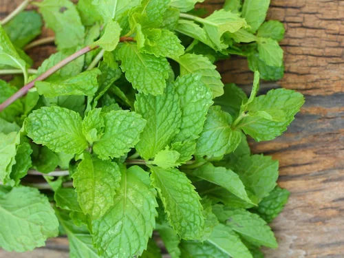 Vista 2 de Semillas Menta Menta Mentha Hierbas Medicinales Jardín para Plantar No GMO 1000 Semillas