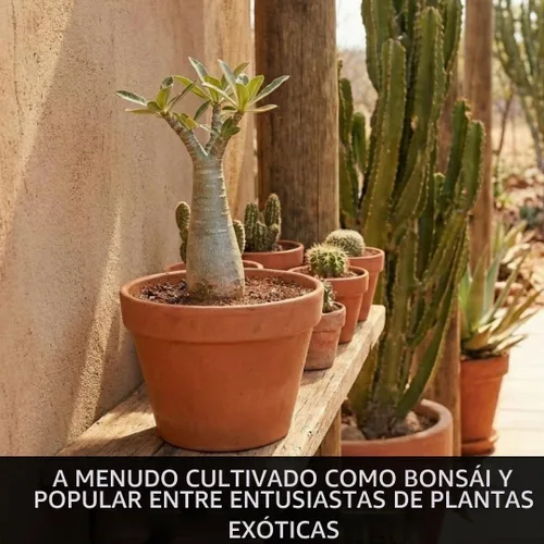 Vista 5 de 6 semillas de baobab (Adansonia) - Semillas de árbol Baobab - Planta tropical exótica rara