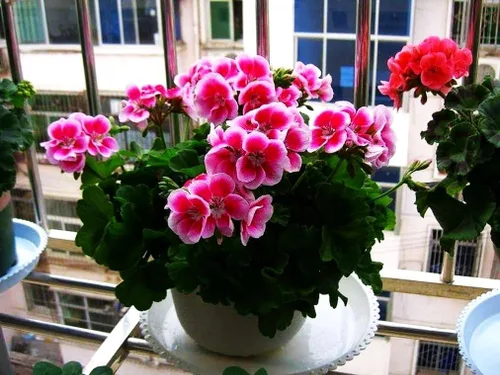 Vista 6 de Semillas de flores de geranio mixto Planta Perenne Floración Jardín Hogar - 20 piezas Semillas