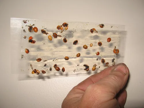 Vista 6 de Paquete de 10 trampas adhesivas para grillo, cucaracha/escorpión de camello