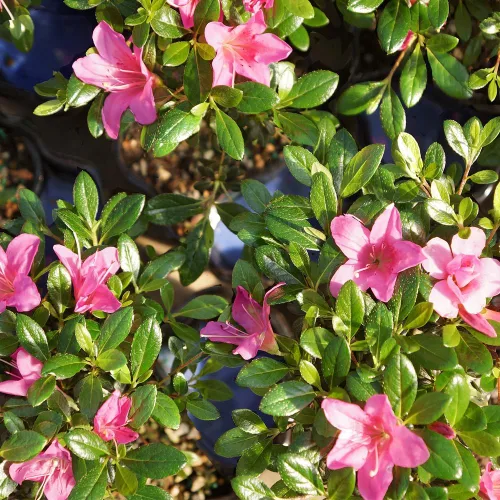 Vista 4 de Brussel's Bonsai Live Satsuki Azalea Bonsai, árbol de flores vivas, para exteriores, pequeño, 5 años de edad, 5 a 8 pulgadas de alto, paquete de 2