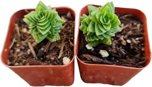 Vista 5 de Plantas de cactus suculentas vivas (juego de dos macetas de 2 pulgadas) (pata de oso de cotiledón tomentosa 'verde+ abigarrada')