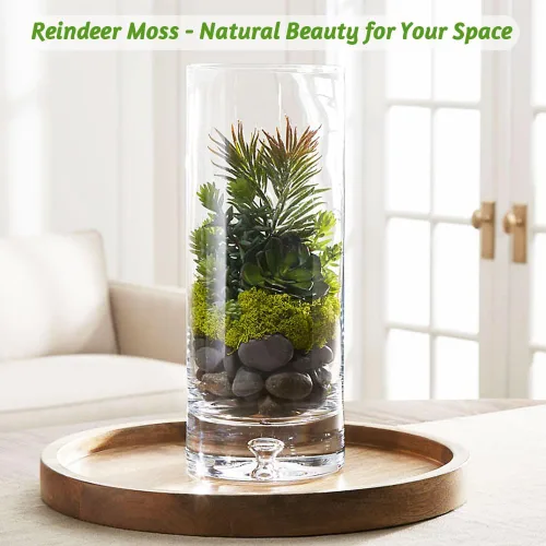 Vista 4 de Musgo de reno azul de 3.5 onzas, musgo preservado para plantas, decoración de musgo, musgo verde para manualidades, musgo para plantas en maceta
