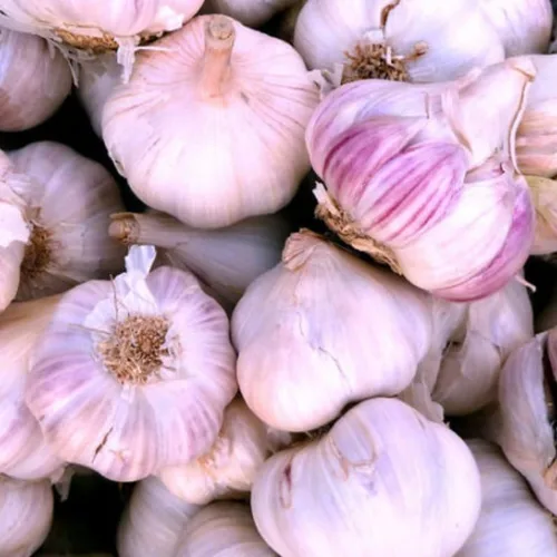 Vista 2 de Paquete de 3 bulbos de ajo púrpura jumbo para plantar en primavera, semillas de clavo de ajo de cuello duro de alto rendimiento, frescas