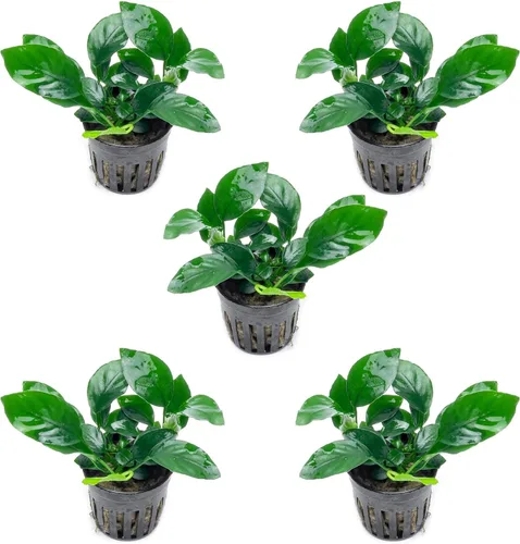 Vista 32 de SubstrateSource Plantas vivas – Anubias Hastifolia (Anubias hastifolia) – Luz baja a moderada, hojas en forma de flecha de color verde medio a