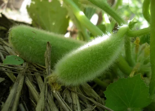 Vista 2 de Semillas Vegetal Cucamelon (Cross Pepino y Melón) Vid - 20 Semillas