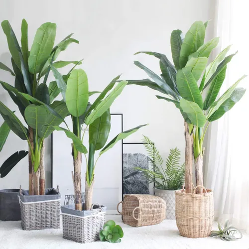 Vista 5 de Semillas de plátano - Flores anuales ornamentales para plantar - Sin OMG