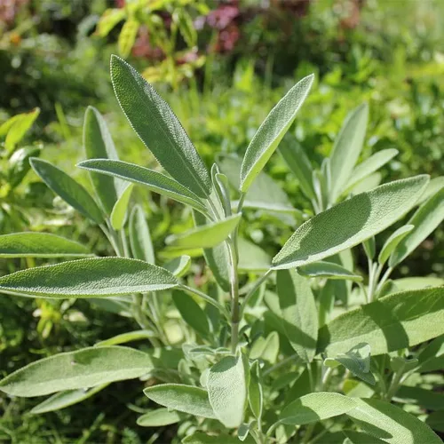 Vista 3 de Hoja ancha de salvia (50 semillas)