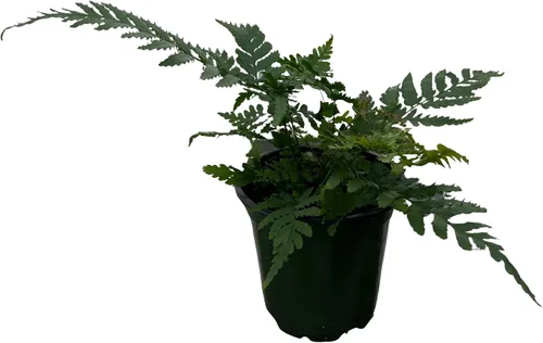 Vista 3 de Helecho Pie de Conejo Blanco 4" Pot - Davallia