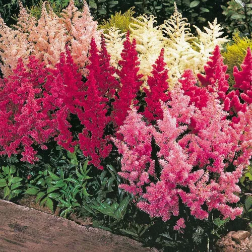 Vista 3 de 1000 semillas mixtas de astilbe tolerantes a la sombra perenne, para plantar flores vibrantes en áreas húmedas y bordes de jardín polinizadores