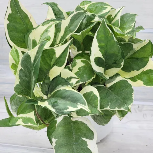 Vista 2 de Pothos NJoy - Planta de interior viva de 4 pulgadas, maceta establecida abigarrada Epipremnum Aureum de fácil cuidado, planta de interior de follaje