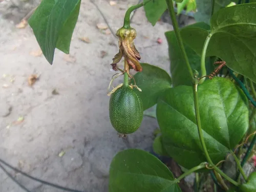 Vista 3 de 10 Semillas de vid Passiflora Herbertiana Semilla de Pasiflora Nativa
