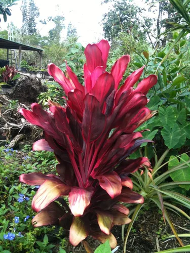 Vista 2 de TRONCOS DE PLANTA HAWAIIAN TI ROJO Y VERDE ~ CRECIR HAWAII